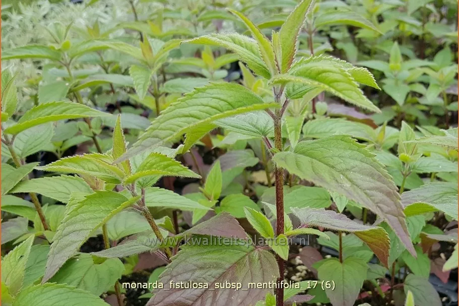 Monarda fistulosa subsp. menthifolia