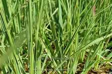 Molinia caerulea 'Carmarthen'