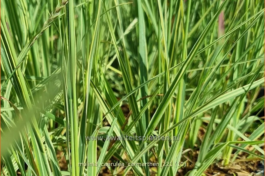 Molinia caerulea 'Carmarthen'