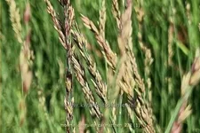 Molinia caerulea 'Carmarthen'