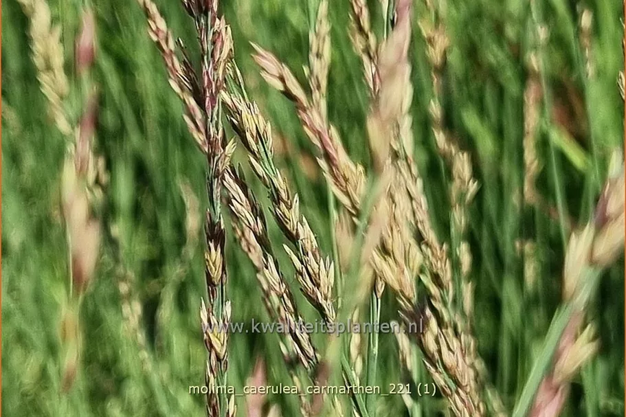 Molinia caerulea 'Carmarthen'