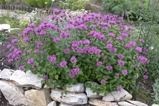 Monarda fistulosa x tetraploid