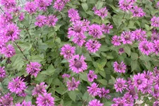 Monarda fistulosa x tetraploid