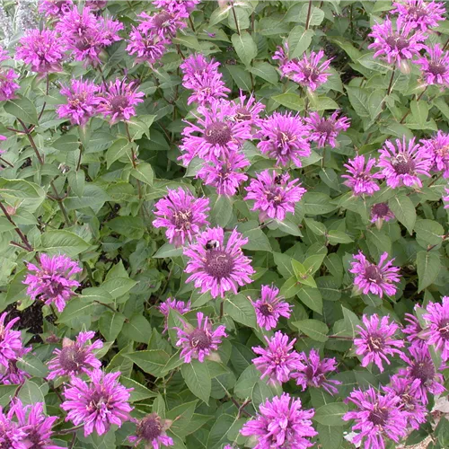 Monarda fistulosa x tetraploid