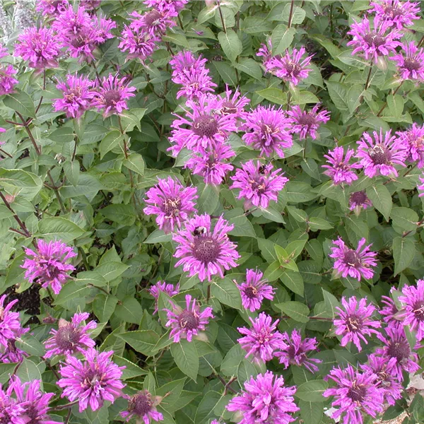 Monarda fistulosa x tetraploid