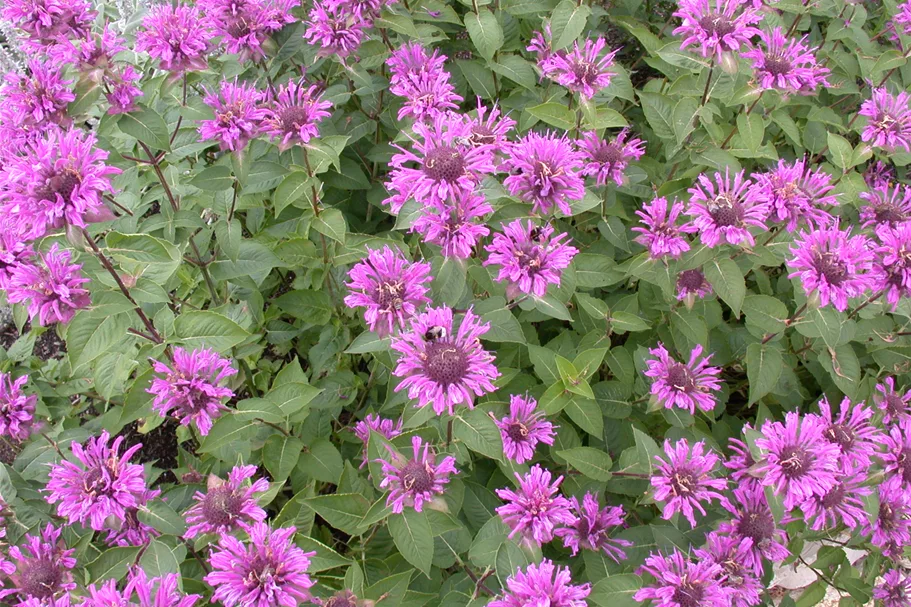 Monarda fistulosa x tetraploid