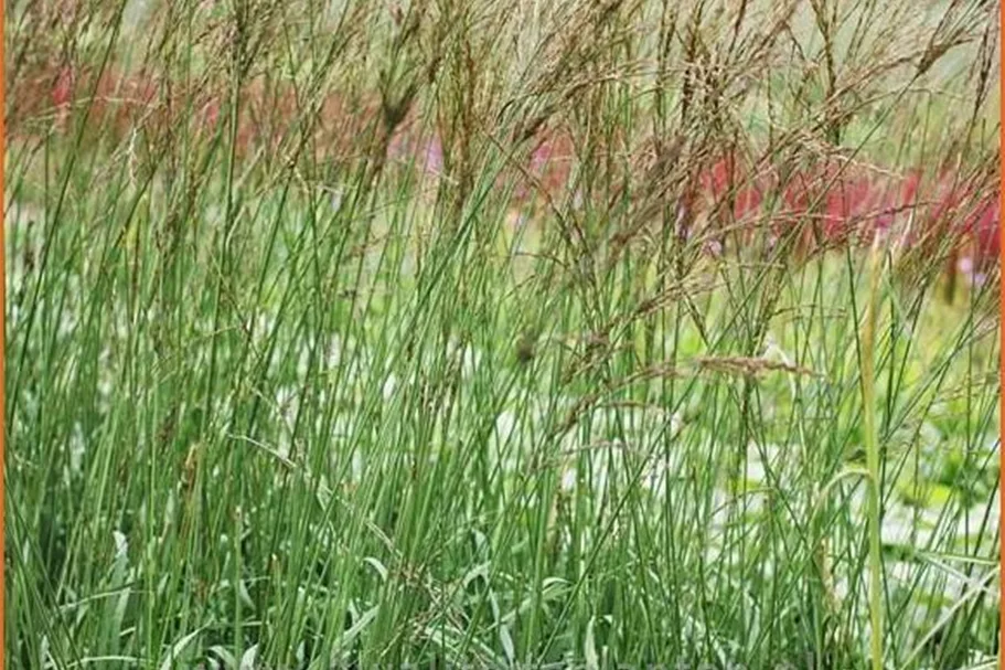Molinia caerulea 'Dauerstrahl'
