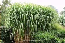Miscanthus giganteus (pot 11 cm)