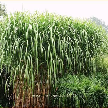 Miscanthus giganteus (pot 11 cm)