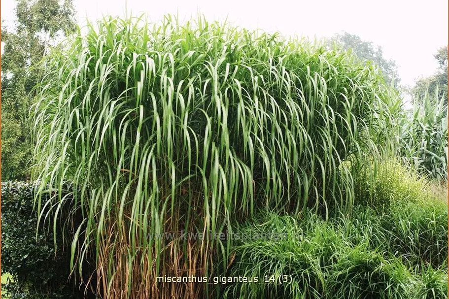Miscanthus giganteus (pot 11 cm)