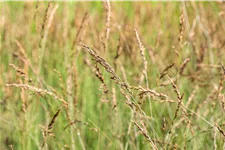Molinia caerulea 'Dauerstrahl'