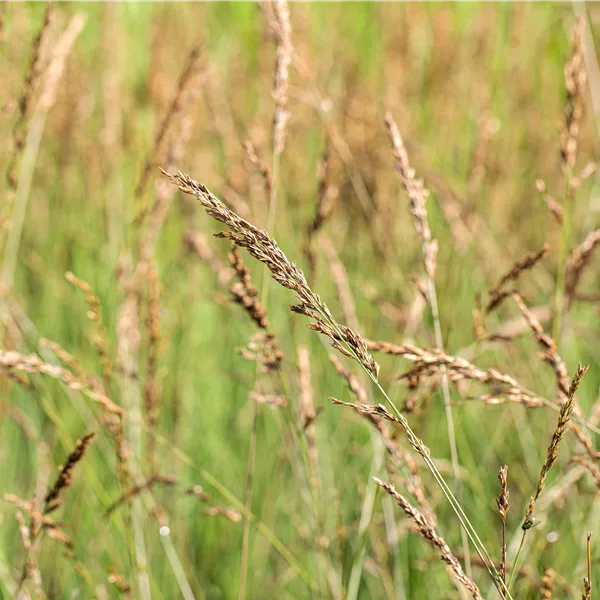 Molinia caerulea 'Dauerstrahl'