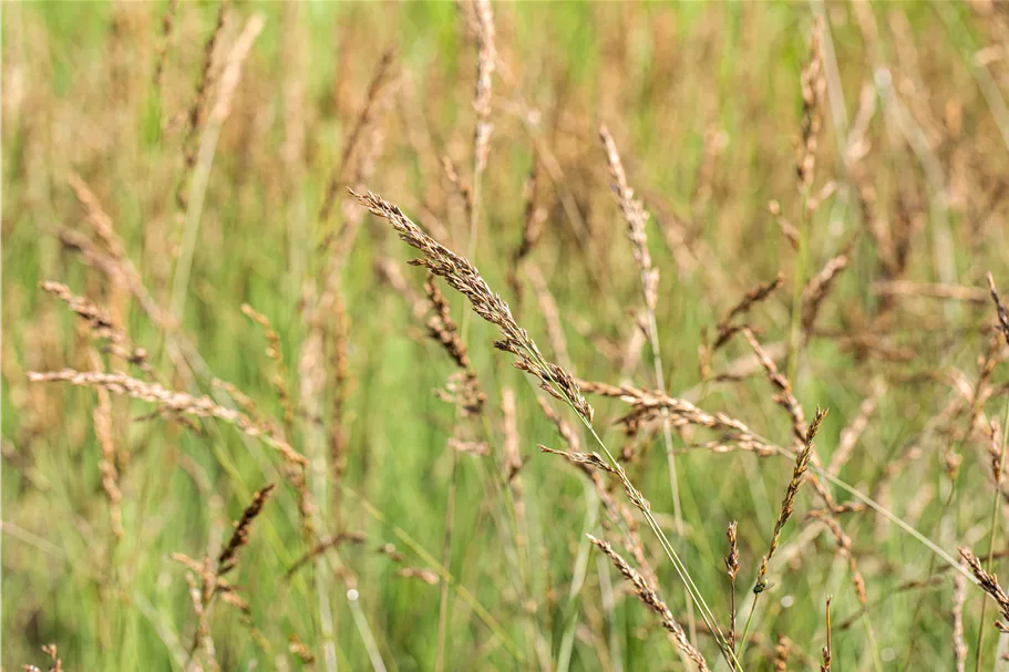 Molinia caerulea 'Dauerstrahl'