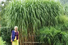 Miscanthus giganteus (pot 11 cm)