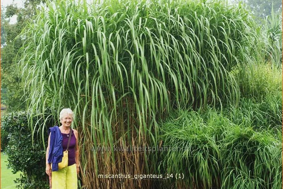 Miscanthus giganteus (pot 11 cm)