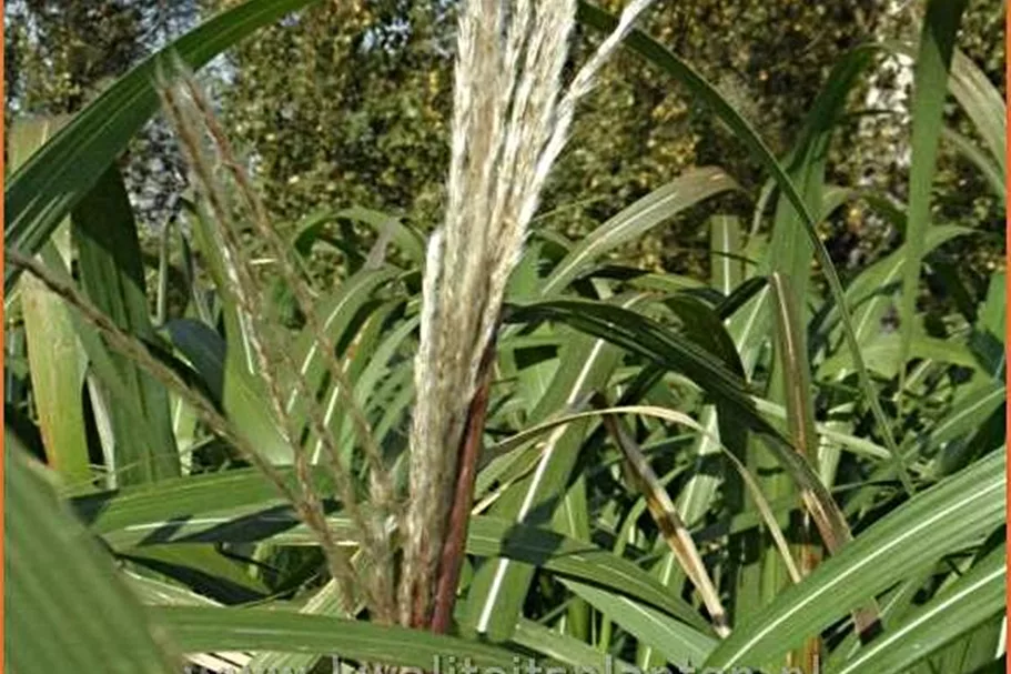 Miscanthus giganteus (pot 11 cm)