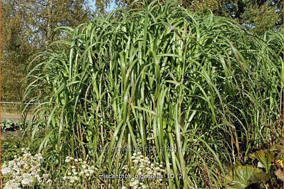Miscanthus giganteus (pot 11 cm)