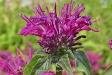 Monarda fistulosa 'Grape Gumball'®