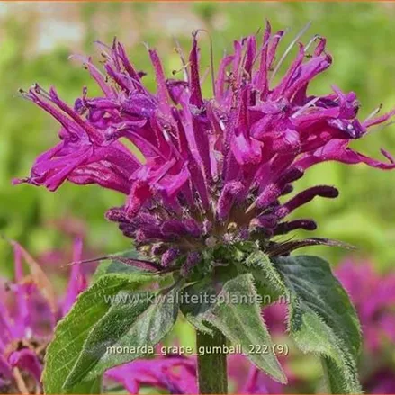 Monarda fistulosa 'Grape Gumball'®