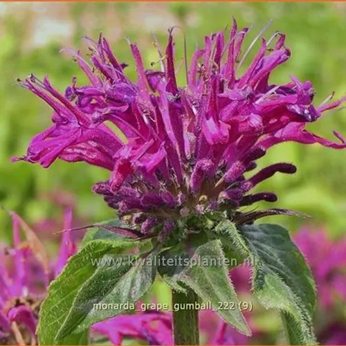 Monarda fistulosa 'Grape Gumball'®