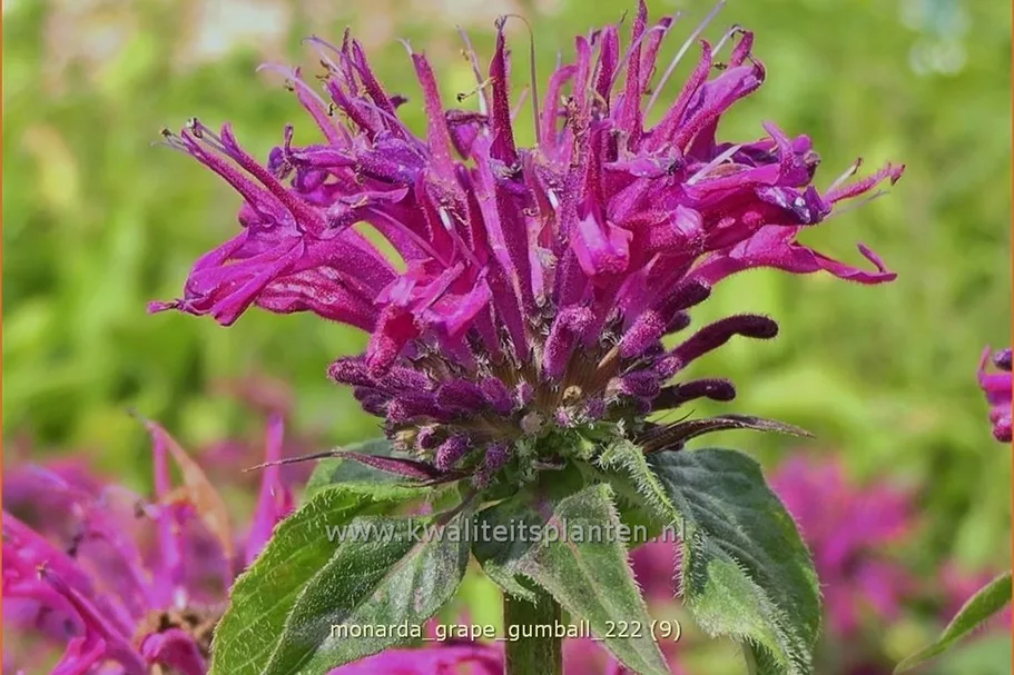 Monarda fistulosa 'Grape Gumball'®