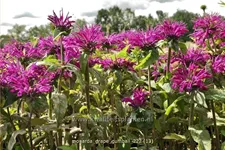 Monarda fistulosa 'Grape Gumball'®
