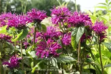Monarda fistulosa 'Grape Gumball'®