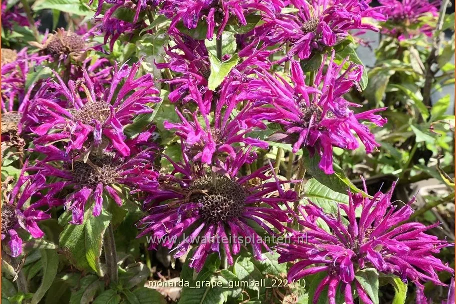 Monarda fistulosa 'Grape Gumball'®