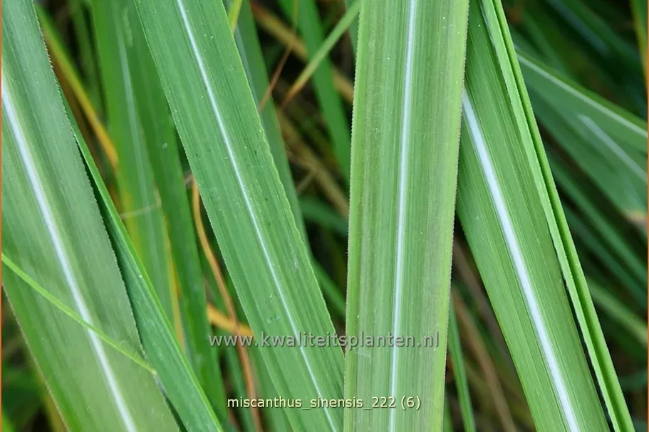 Miscanthus sinensis