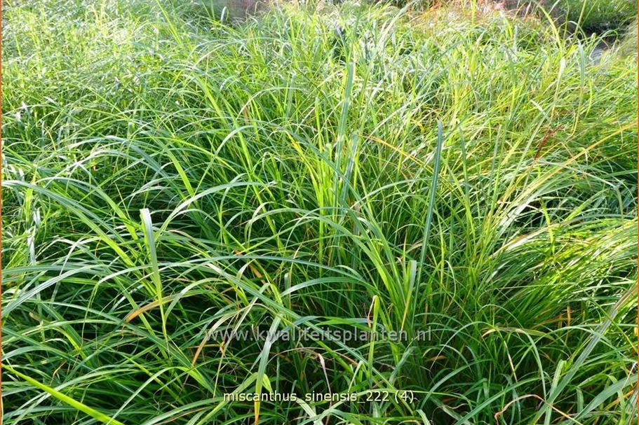 Miscanthus sinensis