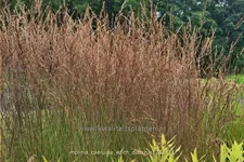 Molinia caerulea 'Edith Dudszus'