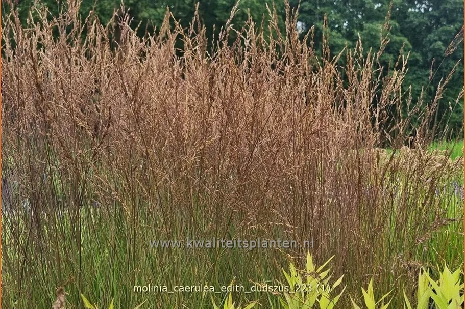 Molinia caerulea 'Edith Dudszus'