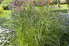Miscanthus sinensis