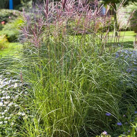 Miscanthus sinensis