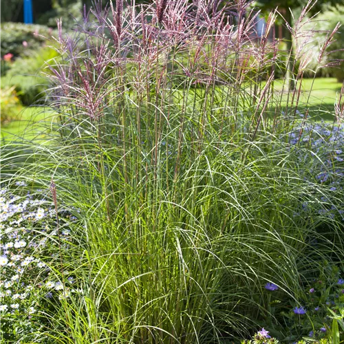 Miscanthus sinensis