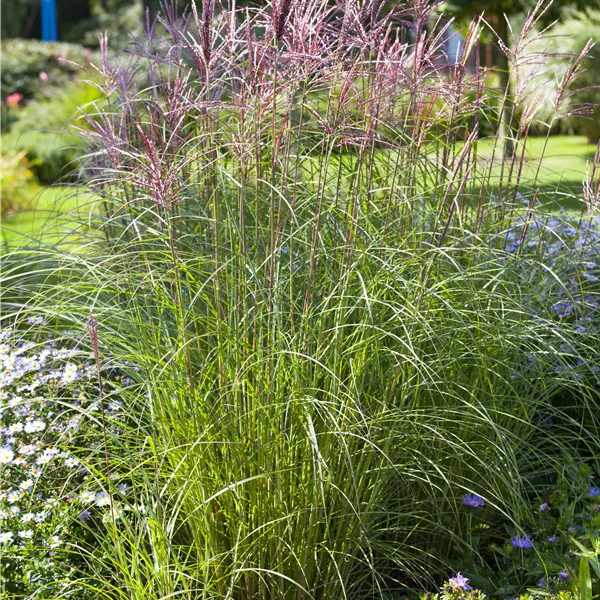 Miscanthus sinensis