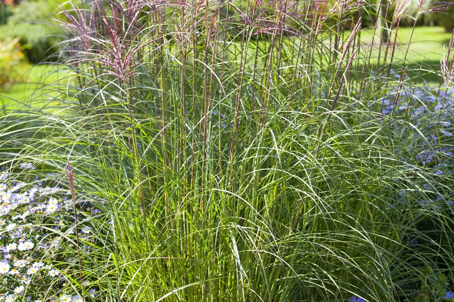 Miscanthus sinensis