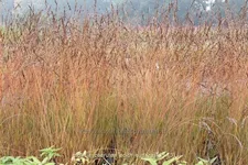 Molinia caerulea 'Edith Dudszus'