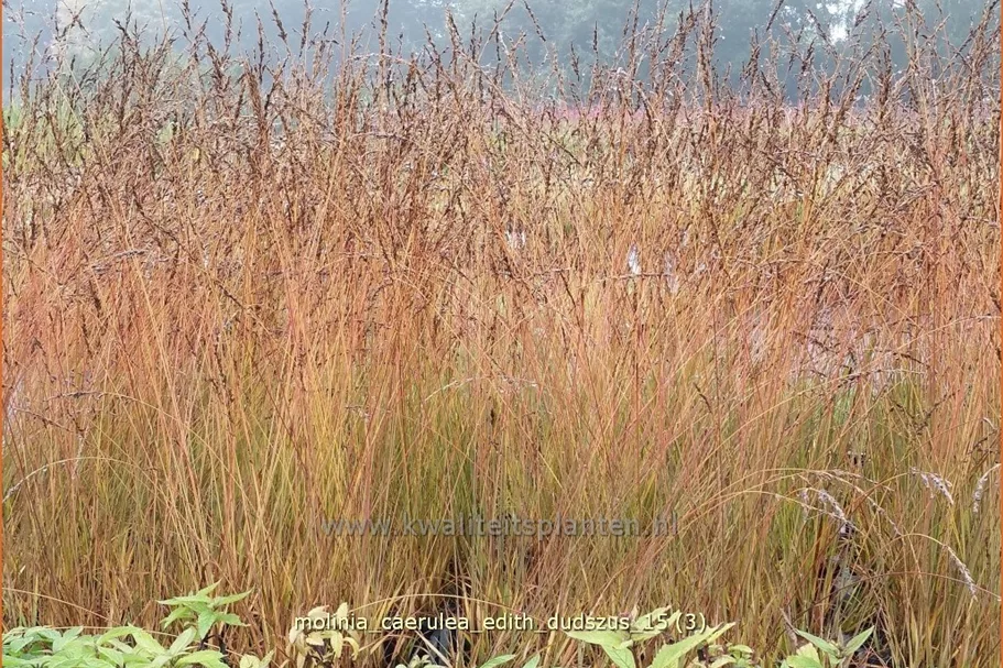 Molinia caerulea 'Edith Dudszus'