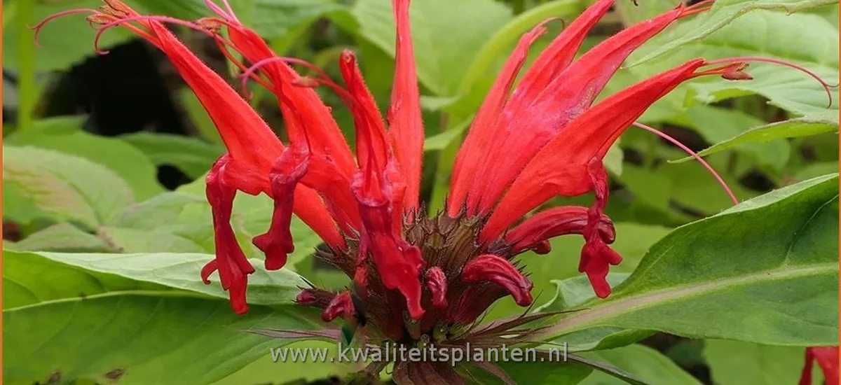 Monarda didyma 'Jacob Cline'