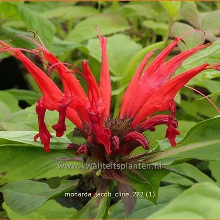 Monarda didyma 'Jacob Cline'