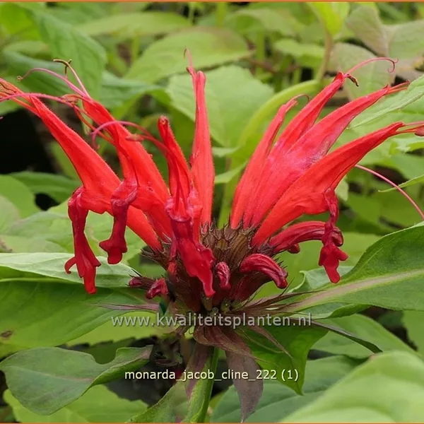 Monarda didyma 'Jacob Cline'