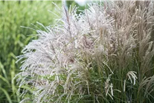 Miscanthus sinensis