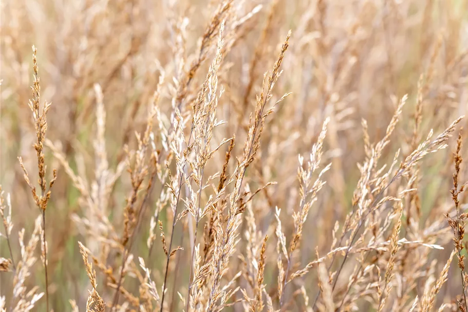 Molinia caerulea 'Edith Dudszus'