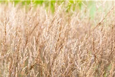 Molinia caerulea 'Edith Dudszus'