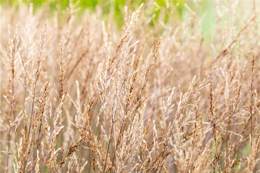 Molinia caerulea 'Edith Dudszus'
