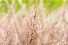 Molinia caerulea 'Edith Dudszus'