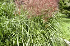 Miscanthus sinensis