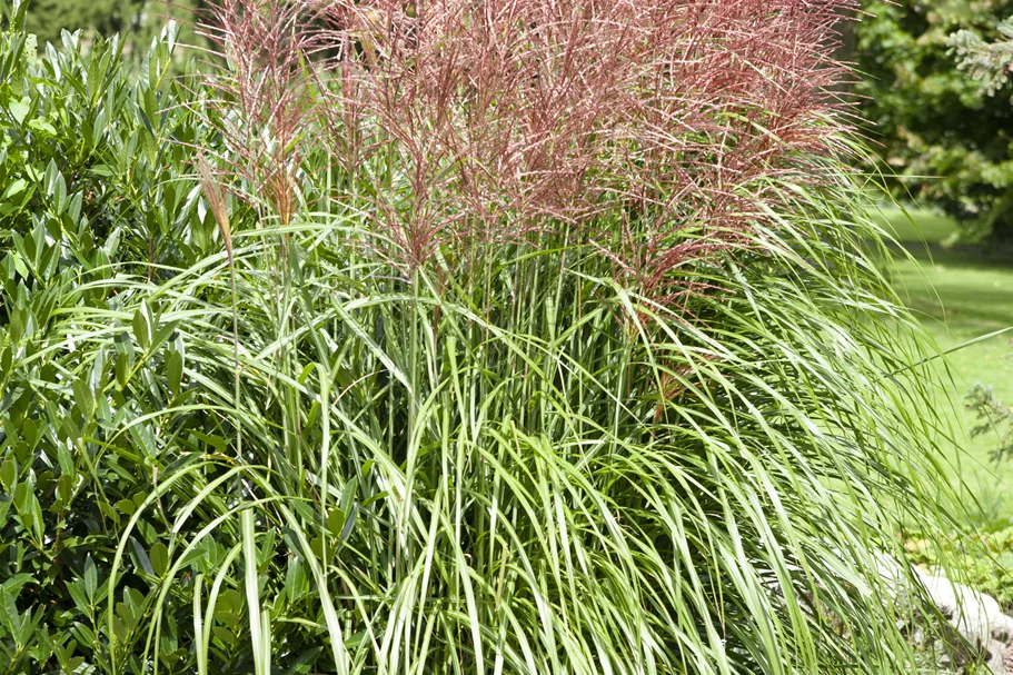 Miscanthus sinensis