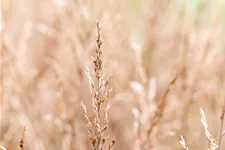 Molinia caerulea 'Edith Dudszus'